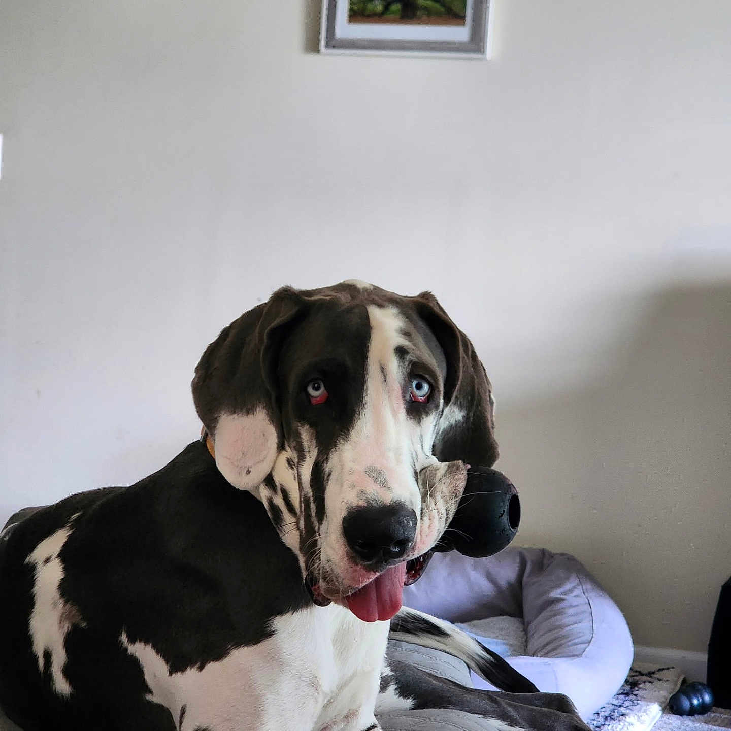 Ollie joined the competition — help win amazing prizes! dog, great_dane, black_and_white, large_breed, pet, canine, sitting, tongue_out, floppy_ears, long_legs, spotted_coat, bed, dog_bed, dog_toy, bedroom, indoors, carpet, framed_picture, portrait, playful