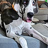Ollie is registered to the contest to win money with this photo: dog, great_dane, black_and_white, large_breed, blue_eyes, floppy_ears, open_mouth, tongue, lying_down, pet, indoor, living_room, couch, blanket, furniture, portrait, close_up, collar, relaxed, funny
