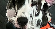 Ollie is registered to the contest to win money with this photo: dog, great_dane, spotted_coat, black_and_white, orange_harness, portrait, close_up, tongue_out, open_mouth, floppy_ears, one_flipped_ear, happy, playful, funny, pet, canine, indoor, quilted_background, sitting, dog_face