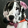 dog, great_dane, spotted_coat, black_and_white, orange_harness, portrait, close_up, tongue_out, open_mouth, floppy_ears, one_flipped_ear, happy, playful, funny, pet, canine, indoor, quilted_background, sitting, dog_face