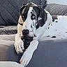 Ollie is registered to the contest to win money with this photo: dog, pet, canine, spotted_dog, black_and_white, great_dane, face, eyes, ears, nose, paws, toy, chewing, couch, sofa, cushions, indoor, portrait, relaxed, funny