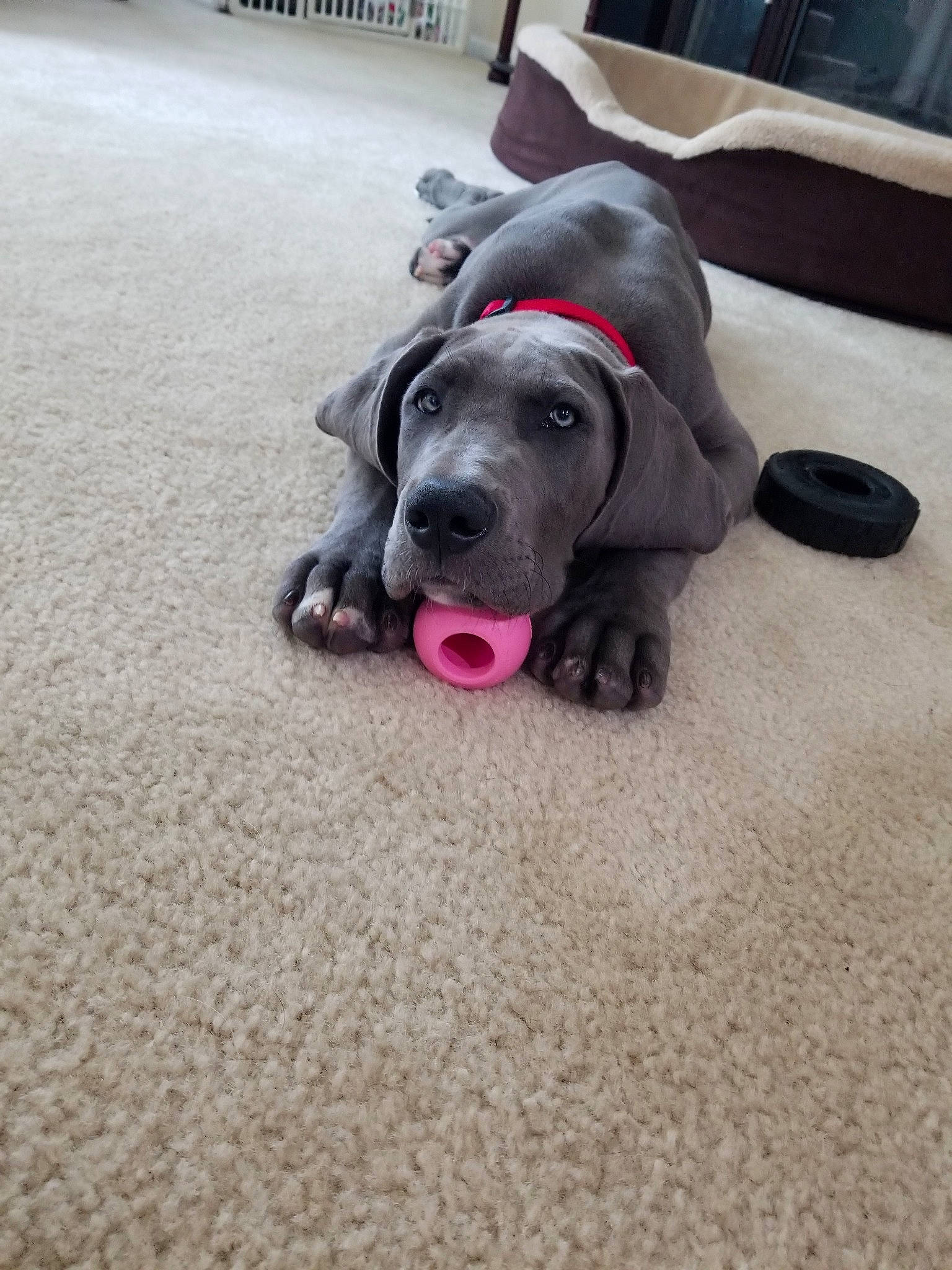 Diesel Dane