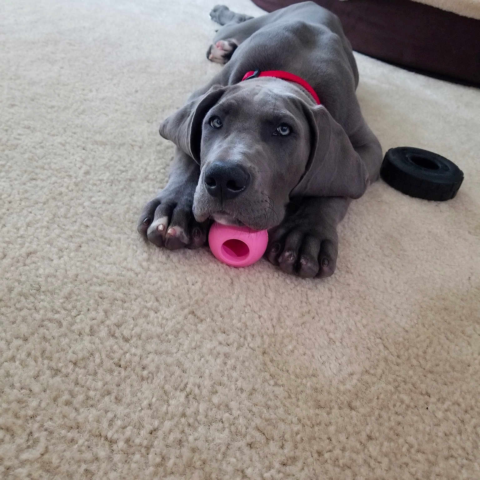 Diesel Dane