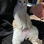 Peaches joined the competition — help win amazing prizes! animal, black_clothing, casual, cat, cozy, cute, face, fluffy, fur, human_pose, indoor, lap, looking, orange_cat, paw, person, pet, relaxed, sitting, white_cat
