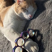 Peaches joined the competition — help win amazing prizes! animal, blanket, cat, claw, closeup, cozy, cute, fur, indoor, knuckle_duster, paw, pet, pink_nose, relaxed, rest, shadow, sleeping, soft, texture, whiskers