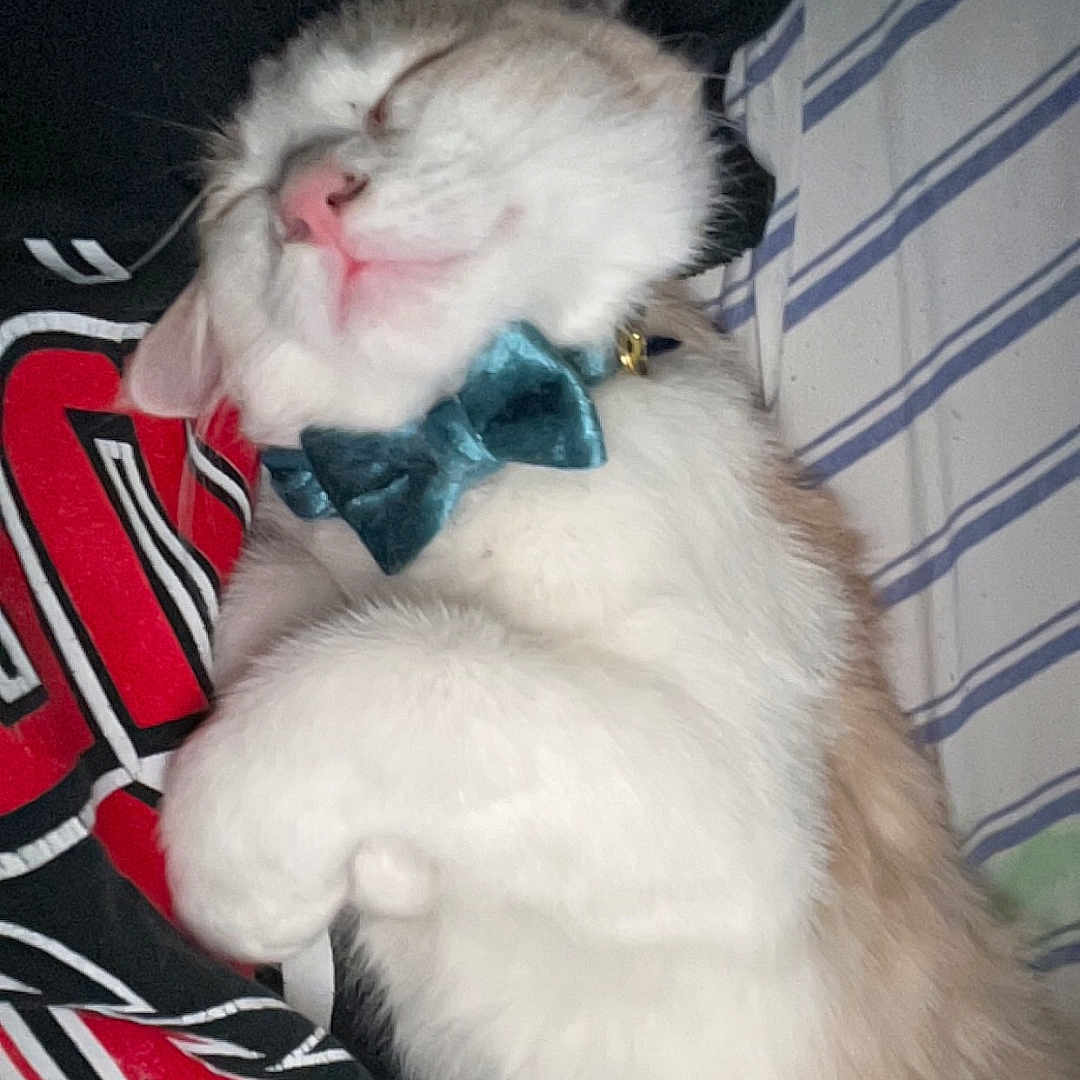 Peaches joined the competition — help win amazing prizes! animal, black_shirt, bow_tie, cat, cozy, cute, domestic_cat, feline, fluffy, indoor, nap, person, pet, pink_nose, red_print, relaxed, resting, sleeping, striped_bed_sheet, white_fur