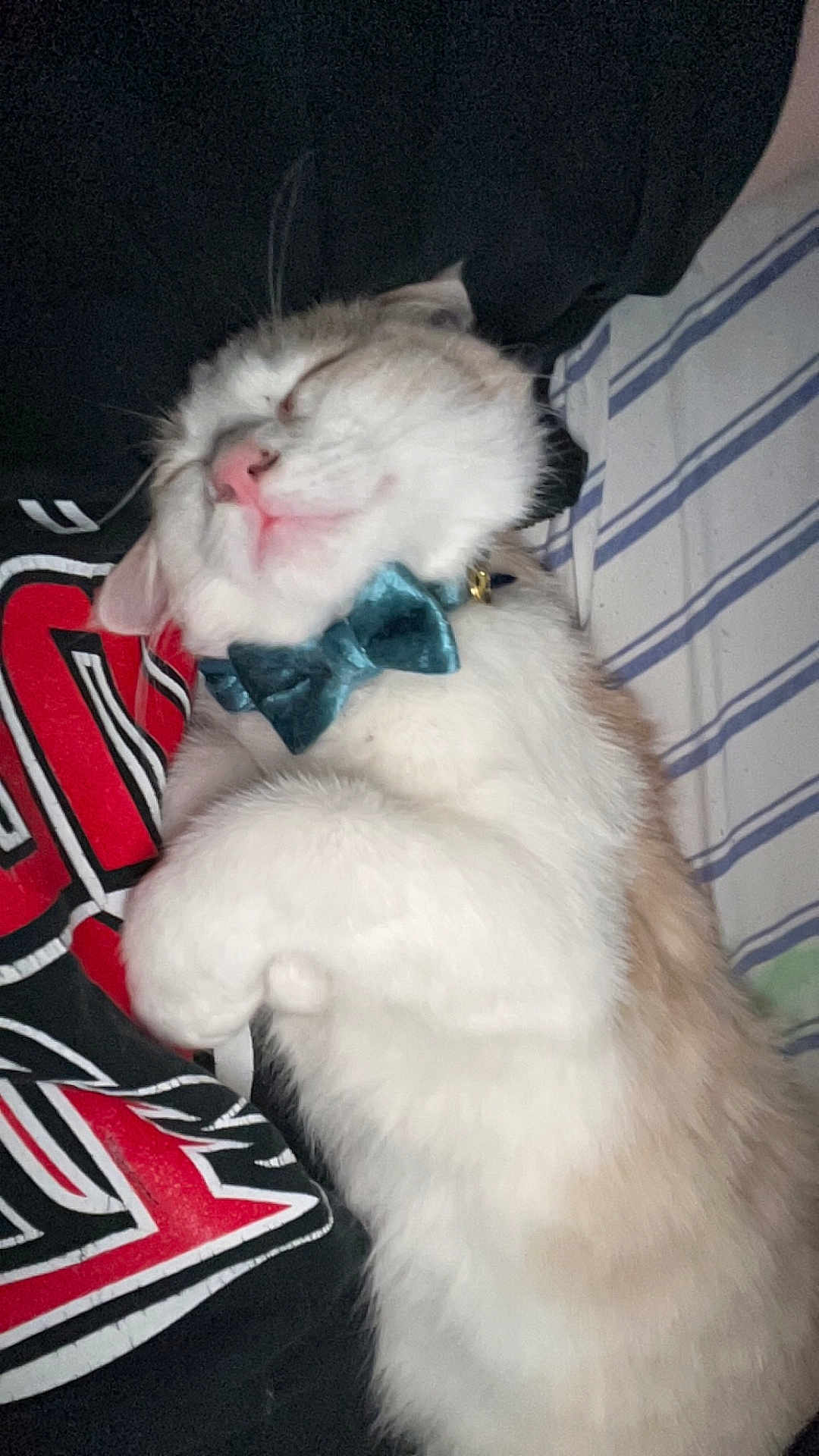 Peaches joined the competition — help win amazing prizes! animal, black_shirt, bow_tie, cat, cozy, cute, domestic_cat, feline, fluffy, indoor, nap, person, pet, pink_nose, red_print, relaxed, resting, sleeping, striped_bed_sheet, white_fur