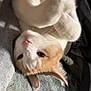 Peaches joined the competition — help win amazing prizes! animal, blanket, cat, close_up, curled_paws, cute, ears, feline, fur, indoor, lying_down, mammal, nose, pet, relaxed, sleepy, soft_texture, upside_down, whiskers, white_and_orange