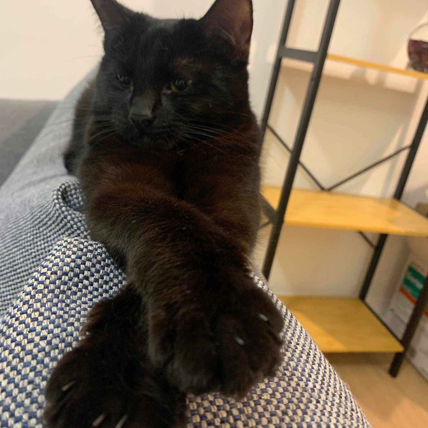 Lilou a rejoint le concours — aidez-le/la à gagner de superbes lots ! abyssinian, animal, architecture, bed, bedroom, blackcat, bookcase, building, cat, furniture, hardwood, indoors, interiordesign, kitten, manx, pet, plywood, room, shelf, wood