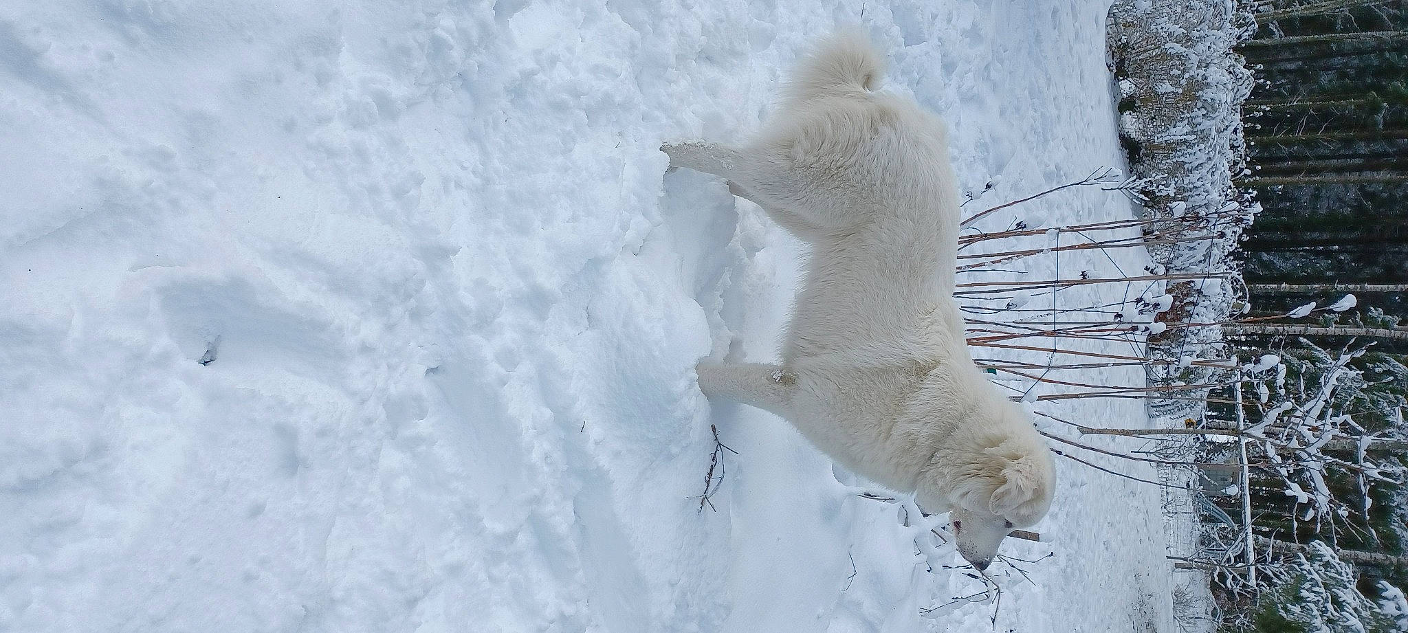 Belle a rejoint le concours — aidez-le/la à gagner de superbes lots ! arctic, bear, canidae, carnivore, claw, dog_breed, fawn, felidae, freezing, fur, ice_cap, polar_bear, polar_ice_cap, snow, sporting_group, tail, terrestrial_animal, wildlife, winter, wood