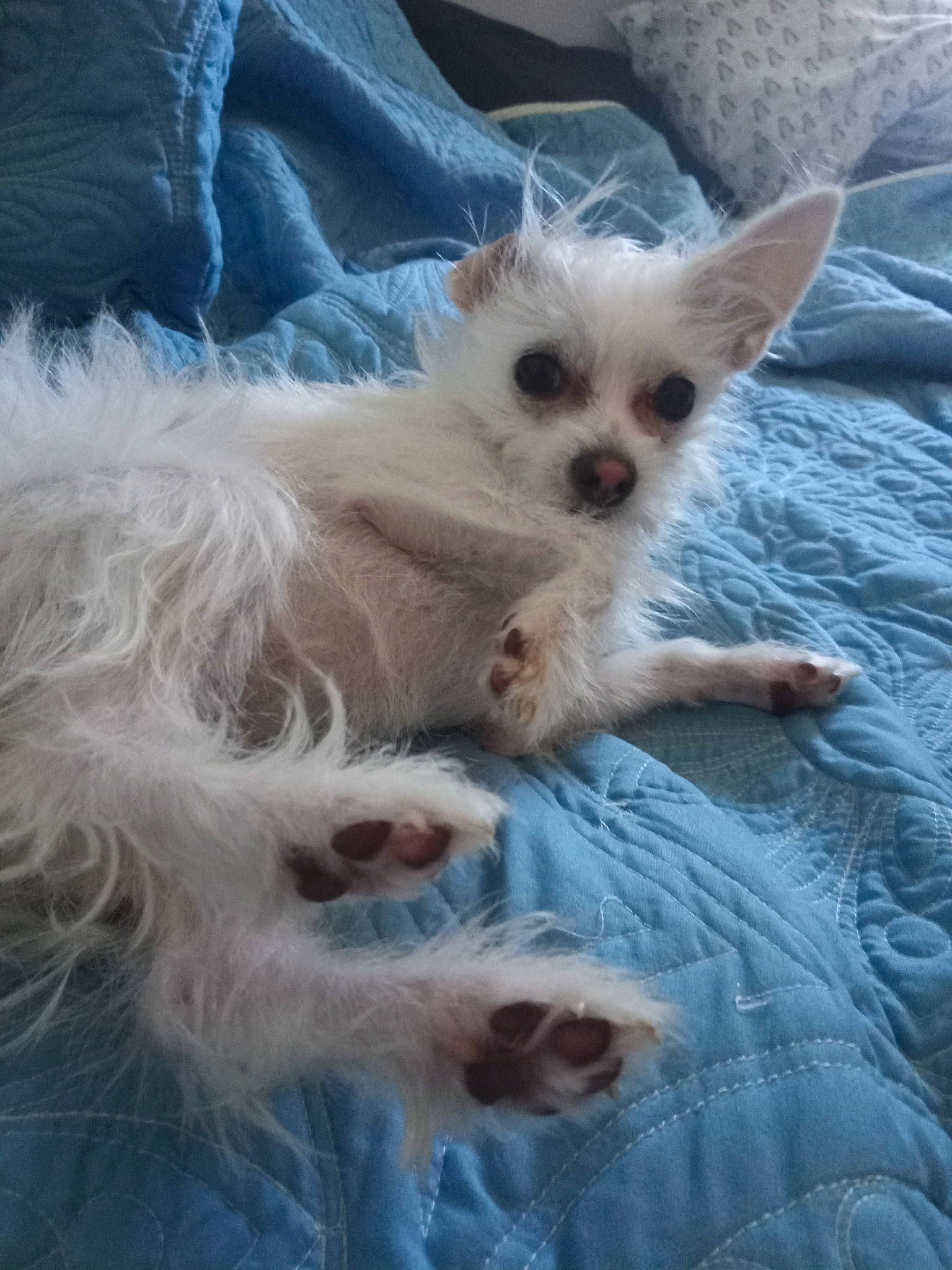 Bubbles joined the competition — help win amazing prizes! canidae, carnivore, cat, dog_breed, fawn, felidae, kitten, mammal, puppy, ragdoll, small_to_medium_sized_cats, turkish_angora, whiskers