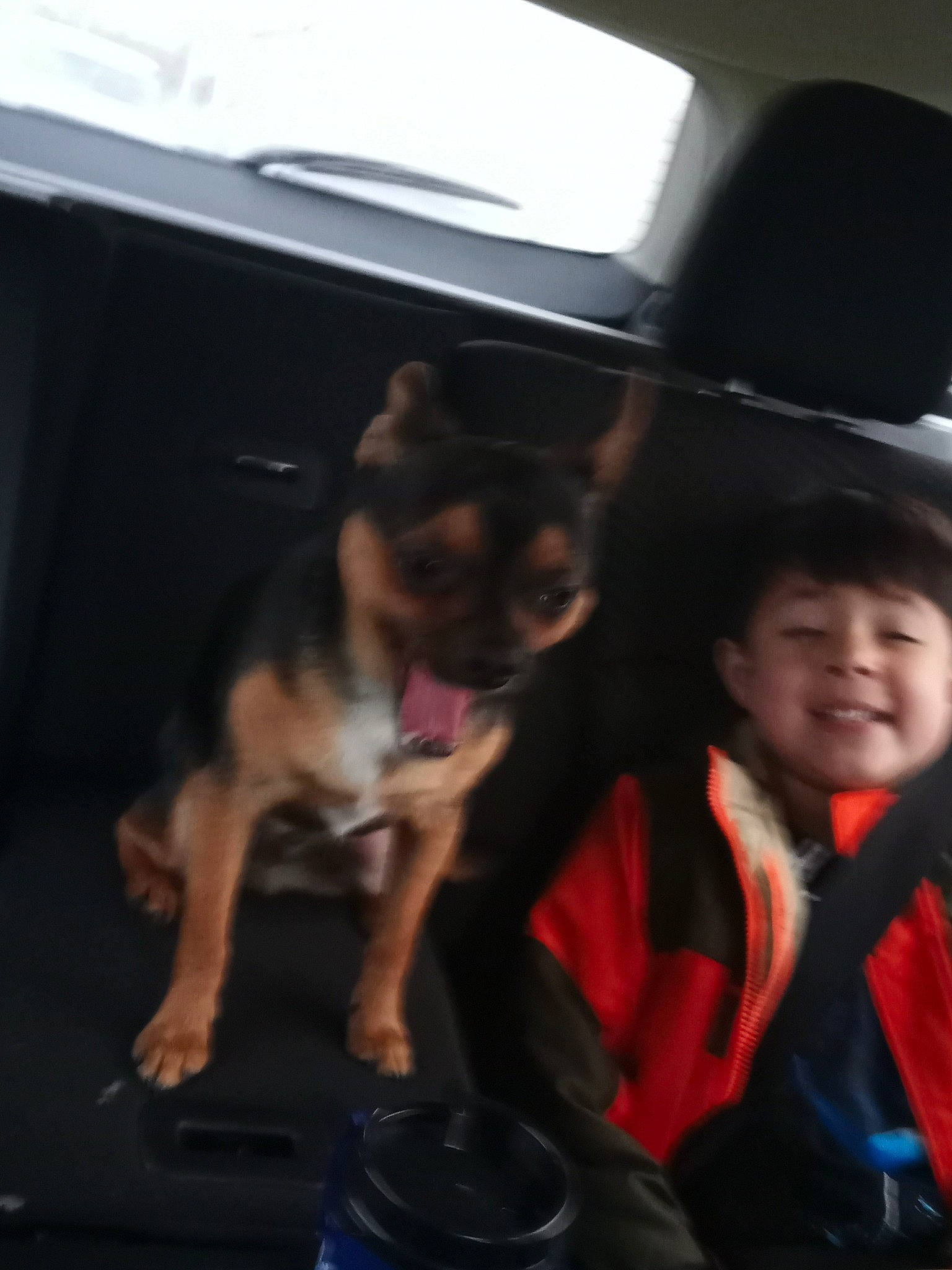 Bratley joined the competition — help win amazing prizes! canidae, car, carnivore, companion_dog, dog, dog_breed, fawn, miniature_pinscher, passenger, puppy, toy_dog, vehicle