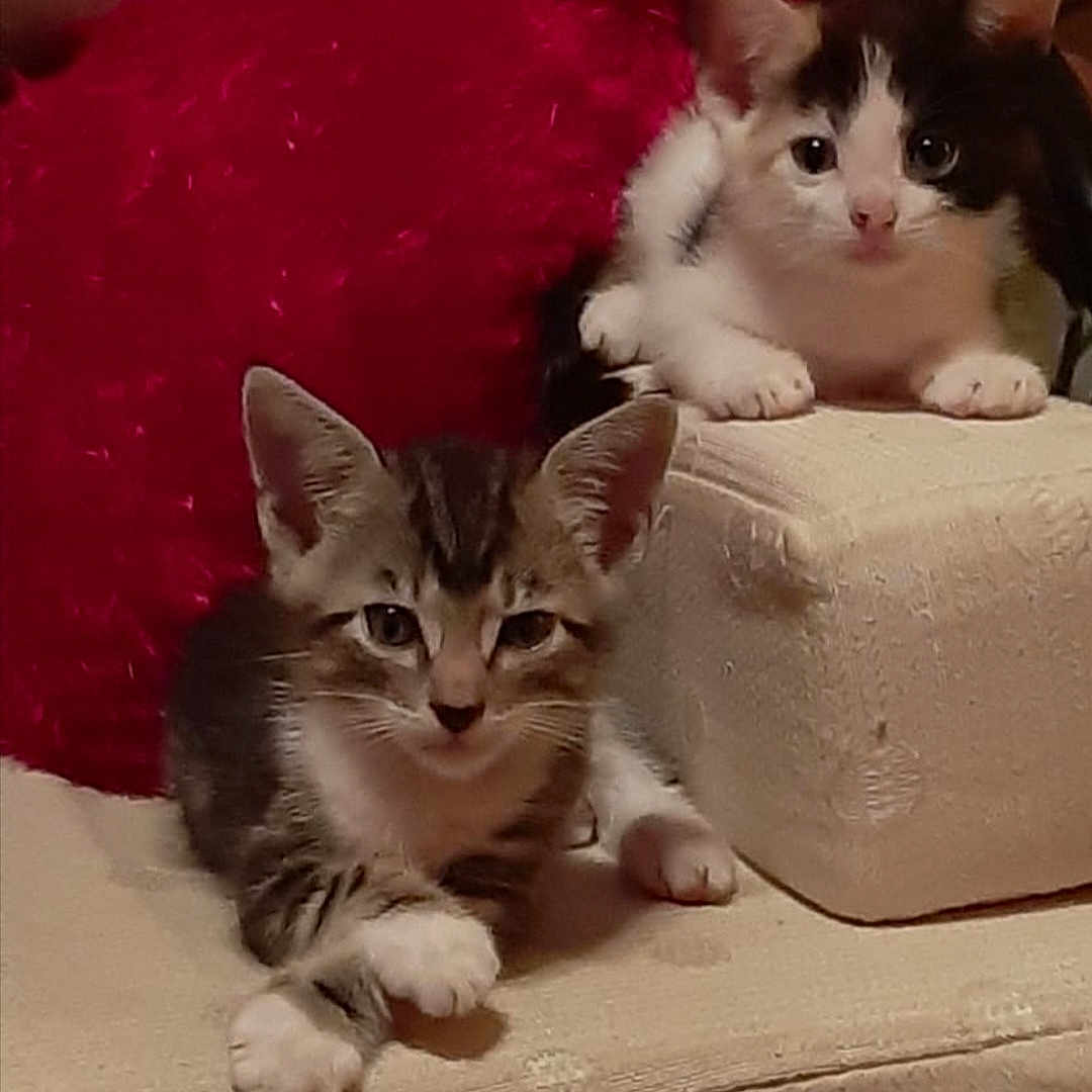 Panda And Muffin joined the competition — help win amazing prizes! abyssinian, accessories, angora, animal, architecture, blanket, building, cat, chair, couch, cushion, egyptiancat, featherboa, furniture, homedecor, indoors, kitten, manx, pet, siamese