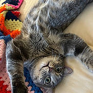 Precious joined the competition — help win amazing prizes! animal, blanket, cat, cozy, crocheted_blanket, cute, feline, fur, gray_tabby, indoor, multicolored, nap, pet, pink_nose, playful, relaxed, soft_light, stretching, whiskers, wide_eyes