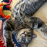 animal, blanket, cat, cozy, crocheted_blanket, cute, feline, fur, gray_tabby, indoor, multicolored, nap, pet, pink_nose, playful, relaxed, soft_light, stretching, whiskers, wide_eyes
