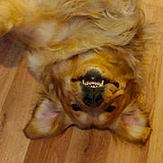 Ginger joined the competition — help win amazing prizes! dog, golden_retriever, canine, smiling, teeth, upside_down, lying_down, fur, ears, nose, wooden_floor, pet, close_up, portrait, playful, happy, domestic, indoor, cute, flooring