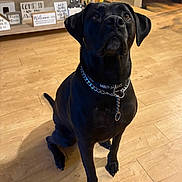 Harley is registered to the contest to win money with this photo: dog, black_dog, indoor, wooden_floor, collar, chain, pet, sitting, attentive, home, signs, decor, furniture, flooring, canine, animal, domestic, portrait, looking_up, ears