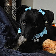 Bella is registered to the contest to win money with this photo: adorable, animal, black_dog, blanket, blue_bow, blue_bow_tie, bone, chewing, collar, cozy, cute, dog, domestic_animal, fur, indoor, lying_down, pet, puppy, treat, young_dog