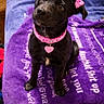 Bella is registered to the contest to win money with this photo: adorable, animal, black_dog, collar, companion, cute, dog, domestic_animal, ears, fur, heart_tag, indoors, looking_up, pet, pink_bows, pink_collar, puppy, purple_blanket, sitting, text_on_blanket