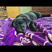 Bella joined the competition — help win amazing prizes! puppy, dog, black_dog, blanket, purple_blanket, indoor, pet, lying_down, cute, animal, young_dog, cozy, relaxed, bedroom, furniture, carpet, domestic_animal, face, eyes, fur