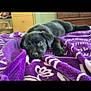 puppy, dog, black_dog, blanket, purple_blanket, indoor, pet, lying_down, cute, animal, young_dog, cozy, relaxed, bedroom, furniture, carpet, domestic_animal, face, eyes, fur