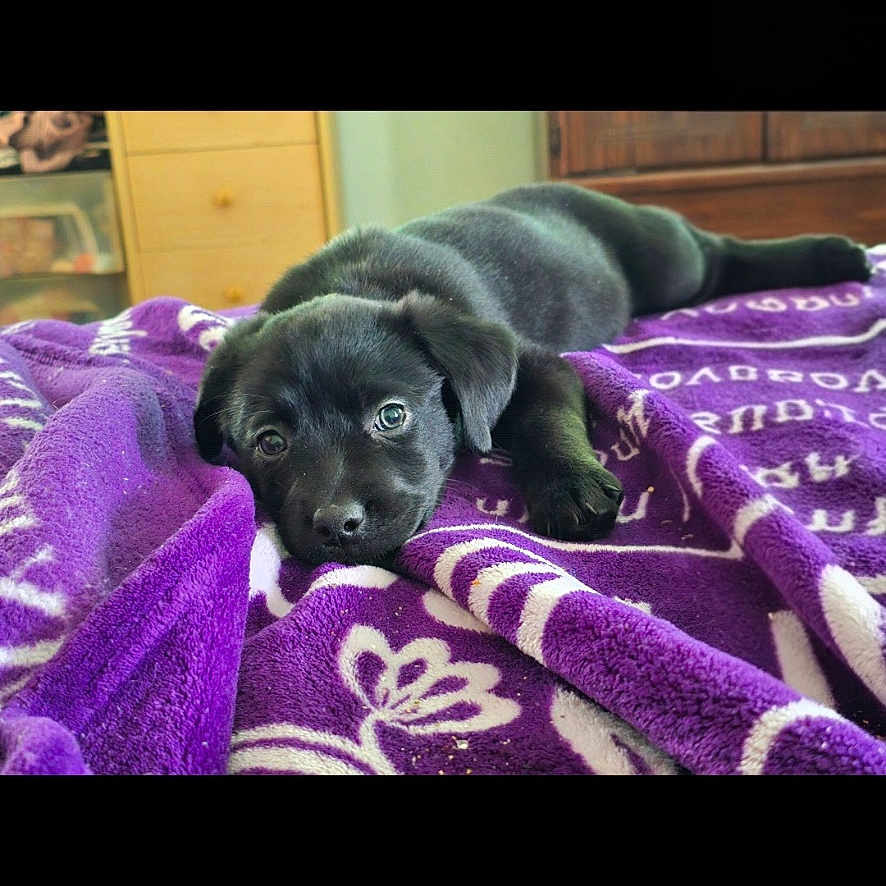 Bella joined the competition — help win amazing prizes! puppy, dog, black_dog, blanket, purple_blanket, indoor, pet, lying_down, cute, animal, young_dog, cozy, relaxed, bedroom, furniture, carpet, domestic_animal, face, eyes, fur