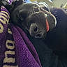 Bella is registered to the contest to win money with this photo: animal, black_dog, blanket, close_up, companion, cozy, cute, dog, fur, indoor, napping, pet, purple_blanket, relaxed, resting, sleeping, snout, soft_texture, tongue_out, warm_light