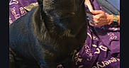 Bella is registered to the contest to win money with this photo: animal, black_dog, blanket, casual, couch, cozy, curious, dog, fur, glasses, home, indoor, living_room, older_adult, pet, plaid_pants, purple_blanket, relaxing, sitting, two_people