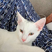 Cleotilde is registered to the contest to win money with this photo: cat, white_cat, animal, pet, feline, closeup, resting, indoor, fabric, patterned_fabric, blue, white, pink_nose, ears, paw, cute, relaxed, soft_light, texture, cozy