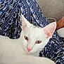 cat, white_cat, animal, pet, feline, closeup, resting, indoor, fabric, patterned_fabric, blue, white, pink_nose, ears, paw, cute, relaxed, soft_light, texture, cozy