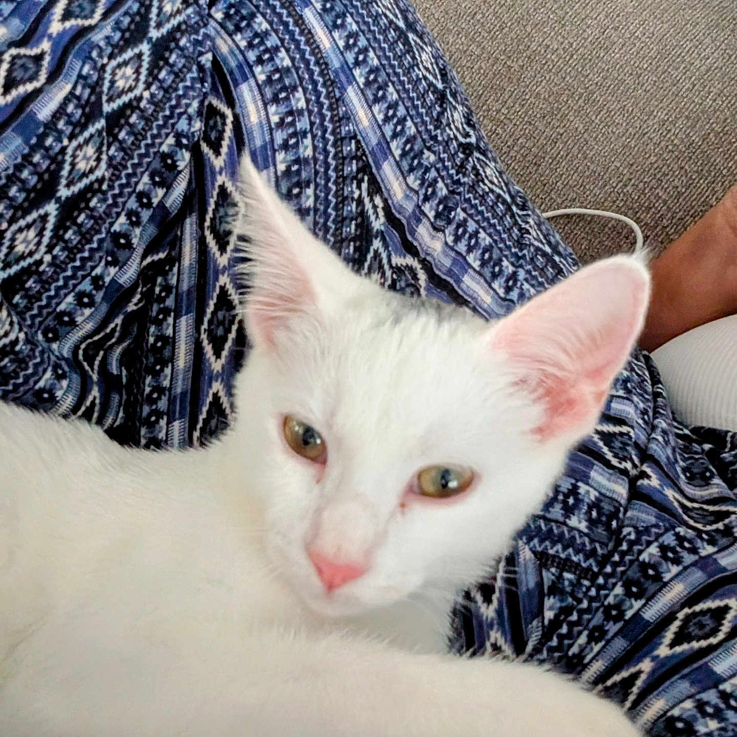 Cleotilde is registered to the contest to win money with this photo: animal, blue, cat, closeup, cozy, cute, ears, fabric, feline, indoor, patterned_fabric, paw, pet, pink_nose, relaxed, resting, soft_light, texture, white, white_cat