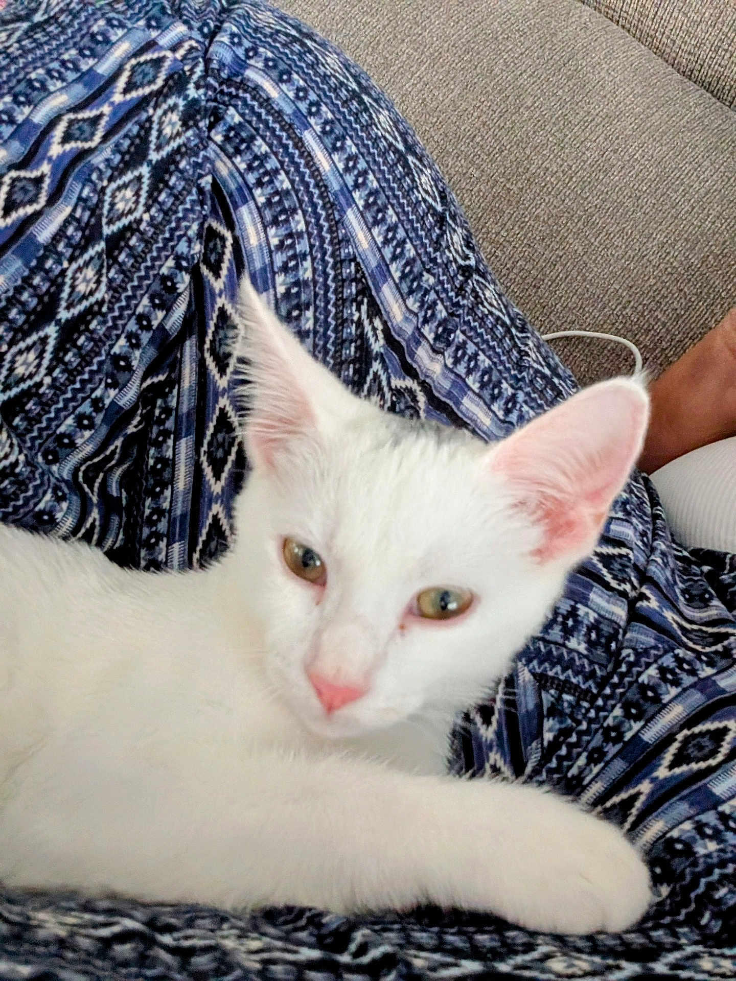 Cleotilde is registered to the contest to win money with this photo: cat, white_cat, animal, pet, feline, closeup, resting, indoor, fabric, patterned_fabric, blue, white, pink_nose, ears, paw, cute, relaxed, soft_light, texture, cozy