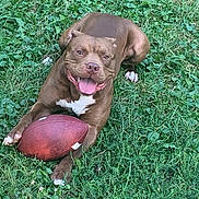Ruger joined the competition — help win amazing prizes! animal, brown_dog, canine, close_up, daylight, dog, football, grass, grass_field, happy, nature, outdoor, paw, pet, playing, recreation, sport, summer, tongue_out, white_markings