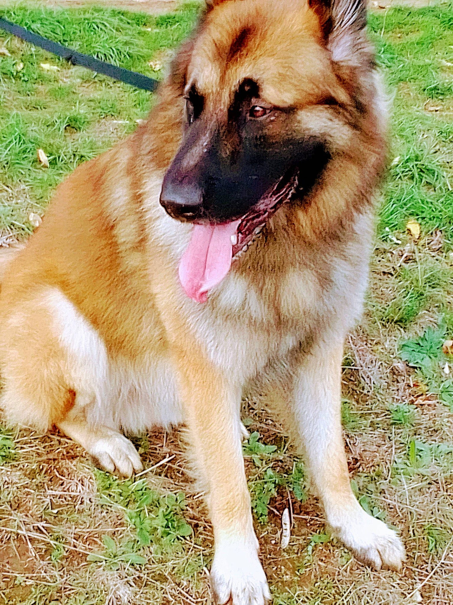 Rambo a rejoint le concours — aidez-le/la à gagner de superbes lots ! canidae, carnivore, collar, companion_dog, dog, dog_breed, fawn, fence, fur, german_shepherd_dog, grass, guard_dog, herding_dog, plant, sporting_group, tail, terrestrial_animal, whiskers, working_animal, working_dog