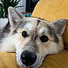 dog, canine, pet, lying_down, sofa, couch, indoor, houseplant, window, fur, face, ears, nose, close_up, resting, cozy, domestic_animal, muzzle, expression, relaxed
