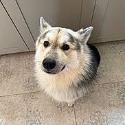 Archie a rejoint le concours — aidez-le/la à gagner de superbes lots ! dog, canine, pet, fluffy, fur, ears, floor, tile, indoor, looking_up, brown_eyes, cute, companion, animal, friendly, waiting, kitchen, adorable, sitting, expression
