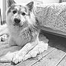 Archie participe au concours pour gagner de l'argent avec cette photo : dog, indoor, black_and_white, fluffy, pet, portrait, floor, wooden_floor, rug, bed, bedding, fur, animal, cozy, relaxed, looking_at_camera, ears, nose, home, calm