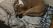 Beavis joined the competition — help win amazing prizes! dog, sleeping, blanket, pillow, bed, brown_dog, collar, indoor, wood_floor, resting, curled_up, pet, cozy, domestic_animal, fur, animal, relaxing, home, quiet, comfortable
