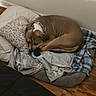 dog, sleeping, blanket, pillow, bed, brown_dog, collar, indoor, wood_floor, resting, curled_up, pet, cozy, domestic_animal, fur, animal, relaxing, home, quiet, comfortable
