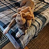Beavis is registered to the contest to win money with this photo: dog, bed, blanket, plush_toy, indoor, sleeping, resting, animal, pet, fur, cozy, plaid, fabric, carpet, wood_floor, head, paw, toy, comfort, relaxed