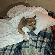 Beavis is registered to the contest to win money with this photo: dog, blanket, bed, pillow, indoor, cozy, sleeping, resting, brown_dog, white_blanket, plaid_blanket, furniture, comfort, domestic_animal, canine, relaxation, pet, collar, animal, home