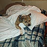 dog, blanket, bed, pillow, indoor, cozy, sleeping, resting, brown_dog, white_blanket, plaid_blanket, furniture, comfort, domestic_animal, canine, relaxation, pet, collar, animal, home