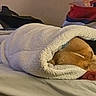 Beavis joined the competition — help win amazing prizes! dog, blanket, bed, cozy, sleeping, fur, indoor, comfort, resting, brown_dog, textile, pillow, relaxation, snug, home, pet, animal, wrapped, soft, warm