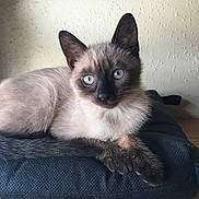 Chanel a rejoint le concours — aidez-le/la à gagner de superbes lots ! siamese_cat, kitten, blue_eyes, pet, feline, cute, animal, indoor, resting, cushion, fur, close_up, young_cat, whiskers, ears, paws, looking_at_camera, domestic_cat, soft_light, neutral_background