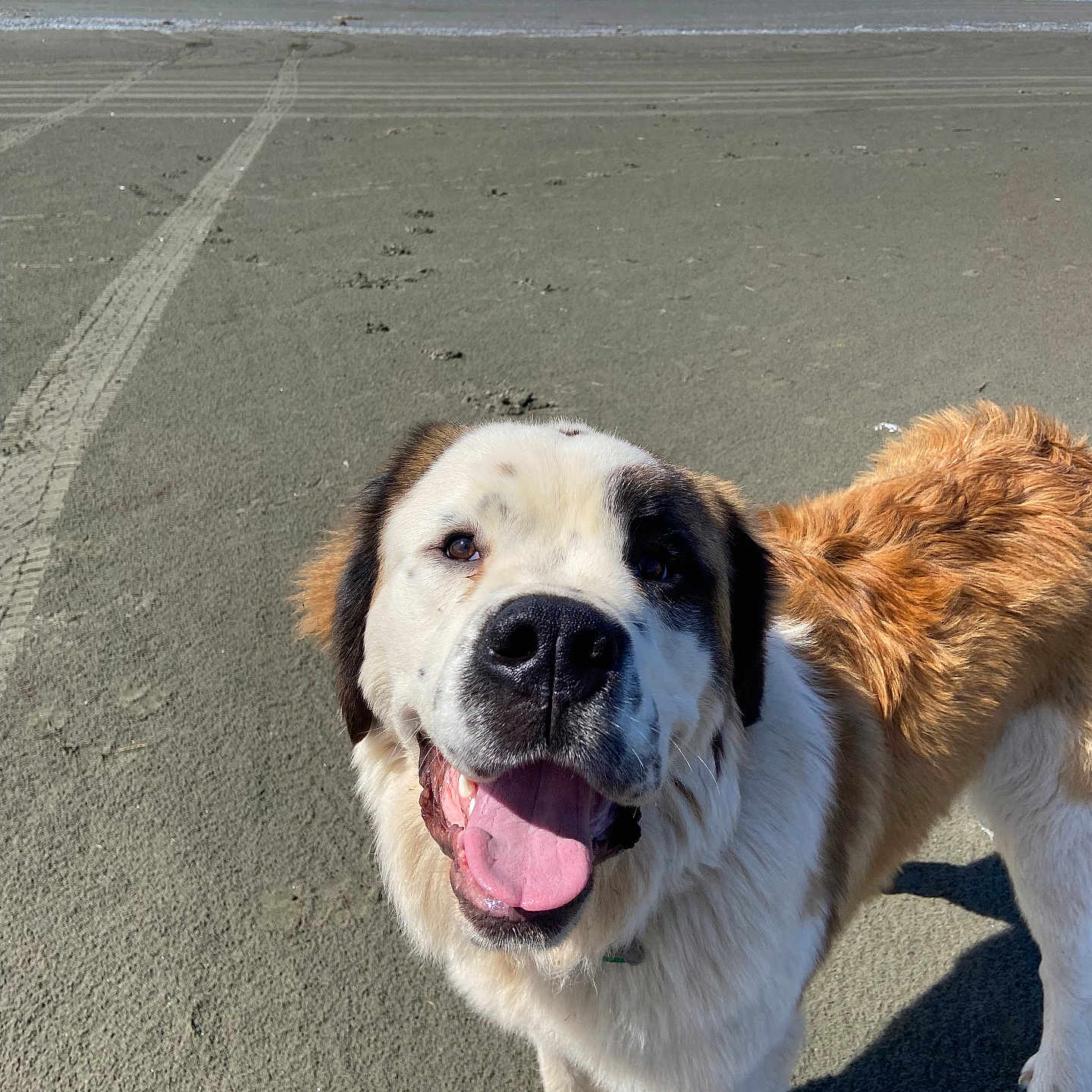 Norman joined the competition — help win amazing prizes! animal, beach, canine, car, coast, dog, hound, husky, machine, nature, outdoors, pet, saintbernard, sea, shoreline, sky, transportation, vehicle, water, wheel