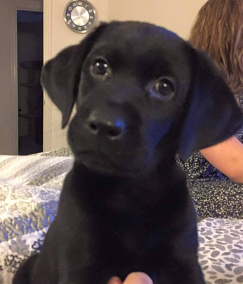 Mac is registered to the contest to win money with this photo: borador, canidae, carnivore, collar, companion_dog, dog, dog_breed, dog_collar, electric_blue, fur, guard_dog, hunting_dog, labrador_retriever, liver, non_sporting_group, puppy, snout, sporting_group, whiskers, working_animal