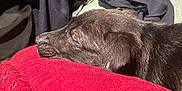 Attila participe au concours pour gagner de l'argent avec cette photo : dog, puppy, sleeping, pet, black_fur, snout, nose, ear, pillow, red, fabric, blanket, close_up, profile, resting, cozy, fur_texture, indoor, soft, couch