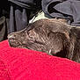 dog, puppy, sleeping, pet, black_fur, snout, nose, ear, pillow, red, fabric, blanket, close_up, profile, resting, cozy, fur_texture, indoor, soft, couch