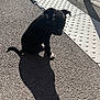 Attila a rejoint le concours — aidez-le/la à gagner de superbes lots ! dog, puppy, black_dog, leash, collar, pavement, sidewalk, tactile_paving, shadow, sunlight, outdoor, sitting, street, texture, clip, ear, paw, nose, silhouette, daytime