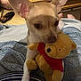 Joey participe au concours pour gagner de l'argent avec cette photo : animal, blanket, carpet, companion, cozy, cute, dog, ears, floor, fur, home, indoor, pet, relaxing, small_dog, striped_clothing, stuffed_toy, toy, winnie_the_pooh, wooden_floor